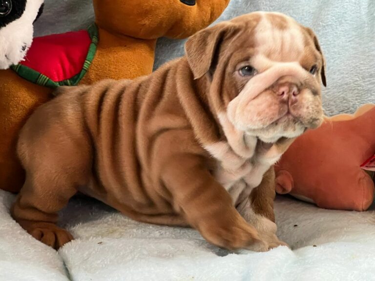 English Bulldog Puppies